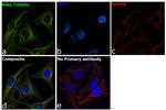 Mouse IgG Secondary Antibody in Immunocytochemistry (ICC/IF)