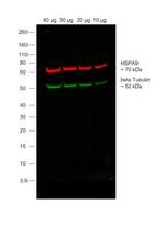 Mouse IgG Secondary Antibody in Western Blot (WB)