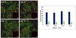 Mouse IgG Secondary Antibody in Immunocytochemistry (ICC/IF)