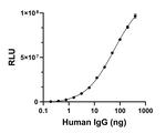 Human IgG (Heavy chain) Secondary Antibody in ELISA (ELISA)