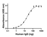 Human IgG (Heavy chain) Secondary Antibody in ELISA (ELISA)