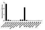 Human IgG (Heavy chain) Secondary Antibody