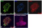 Human IgG (Heavy chain) Secondary Antibody in Immunocytochemistry (ICC/IF)