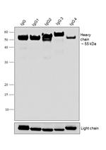 Human IgG (Heavy chain) Secondary Antibody