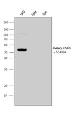 Human IgG (Heavy chain) Secondary Antibody
