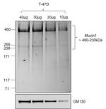 Human IgG (Heavy chain) Secondary Antibody in Western Blot (WB)