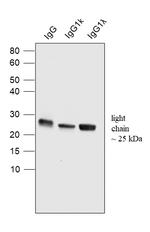 Human IgG (Light chain) Secondary Antibody in Western Blot (WB)