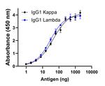 Human IgG (Light chain) Secondary Antibody in ELISA (ELISA)