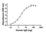 Human IgG (Light chain) Secondary Antibody in ELISA (ELISA)