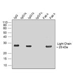 Human IgG (Lambda light chain) Secondary Antibody