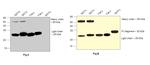 Human IgG Fab Secondary Antibody