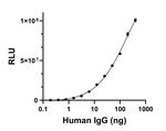 Human IgG Fab Secondary Antibody in ELISA (ELISA)