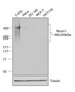 Human IgG Fab Secondary Antibody in Western Blot (WB)