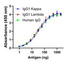 Human IgG Fab Secondary Antibody in ELISA (ELISA)