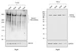 Human IgG Fab Secondary Antibody in Western Blot (WB)