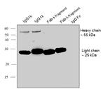 Human IgG Fab Secondary Antibody in Western Blot (WB)