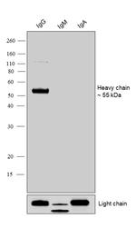 Human IgG (Heavy chain) Secondary Antibody