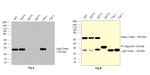 Human IgG (Kappa light chain) Secondary Antibody