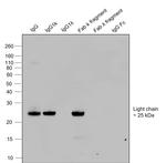 Human IgG (Kappa light chain) Secondary Antibody