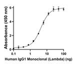 Human IgG (Lambda light chain) Secondary Antibody in ELISA (ELISA)