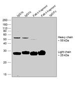 Human IgG Fab Secondary Antibody in Western Blot (WB)