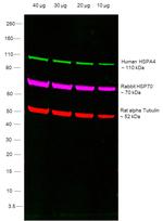Human IgG Fab Secondary Antibody in Western Blot (WB)