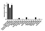 Human IgG Fab Secondary Antibody