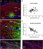 Lucifer Yellow Antibody in Immunohistochemistry (IHC)