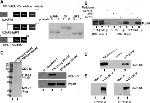 GST Tag Antibody in Immunoprecipitation (IP)