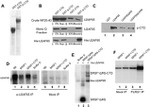 GST Tag Antibody in Immunoprecipitation (IP)