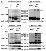 GST Tag Antibody in Western Blot (WB)