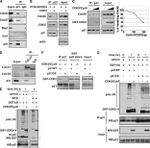 GST Tag Antibody in Western Blot (WB)