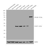 GST Tag Antibody