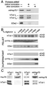 MTCO2 Antibody in Western Blot (WB)