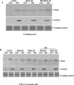 MTCO2 Antibody in Western Blot (WB)