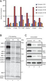 MTCO2 Antibody in Western Blot (WB)