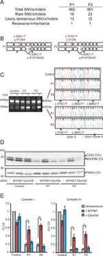 MTCO2 Antibody in Western Blot (WB)