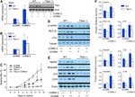 MTCO1 Antibody in Western Blot (WB)