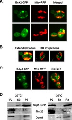 DPM1 Antibody in Western Blot (WB)