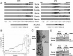 DPM1 Antibody in Western Blot (WB)