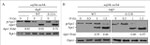 DPM1 Antibody in Western Blot (WB)