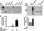 Dinitrophenyl-KLH Antibody in Western Blot (WB)