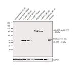 GFP Antibody in Western Blot (WB)