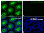 Human IgG Fc Secondary Antibody in Immunohistochemistry (Paraffin) (IHC (P))