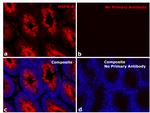 Human IgG Fc Secondary Antibody in Immunohistochemistry (Paraffin) (IHC (P))