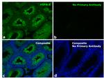 Human IgG (Heavy Chain) Secondary Antibody in Immunohistochemistry (Paraffin) (IHC (P))