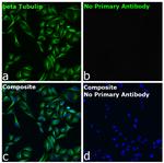 Mouse IgG1 Fc Secondary Antibody in Immunocytochemistry (ICC/IF)