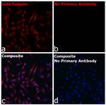 Mouse IgG1 Fc Secondary Antibody in Immunocytochemistry (ICC/IF)