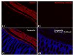 Mouse IgG1 Fc Secondary Antibody in Immunohistochemistry (Paraffin) (IHC (P))