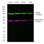 Mouse IgG1 Fc Secondary Antibody in Western Blot (WB)